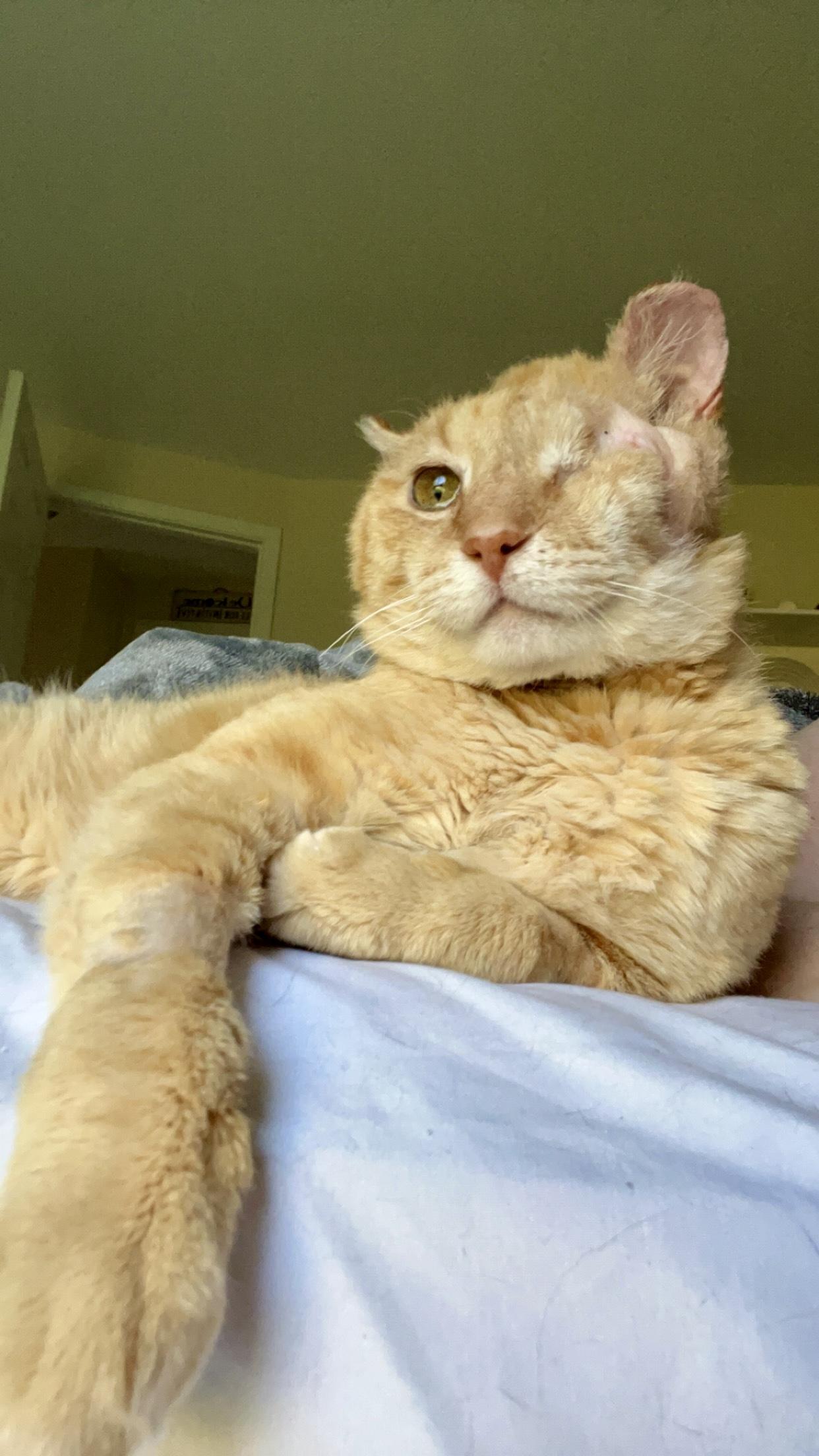 Enlarge Goldfish, a Adopted Domestic Short Hair in Miamisburg, OH image 4/6