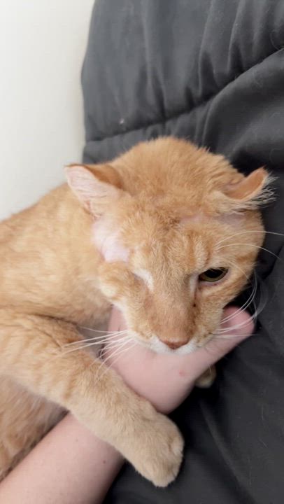 Enlarge Goldfish, a Adopted Domestic Short Hair in Miamisburg, OH video 1/6