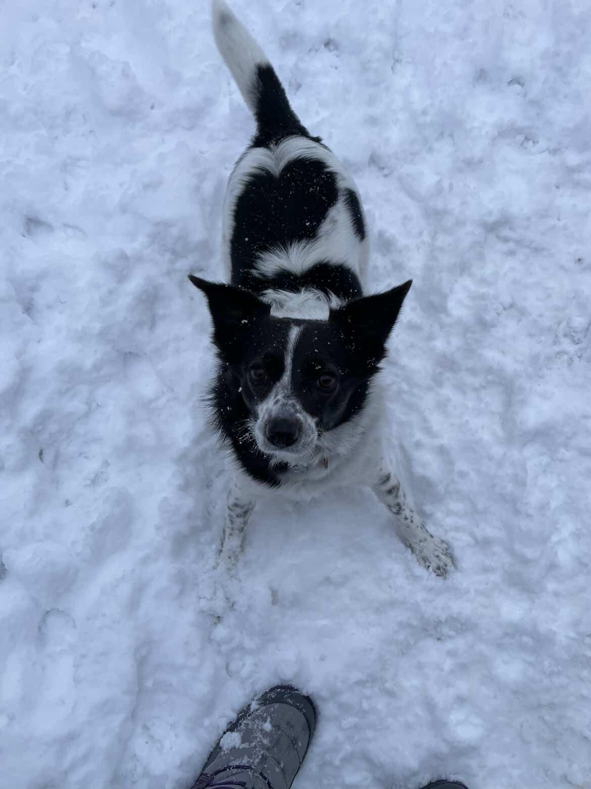 Enlarge Charity, a Adoptable mixed breed in New Milford, CT image 1/5