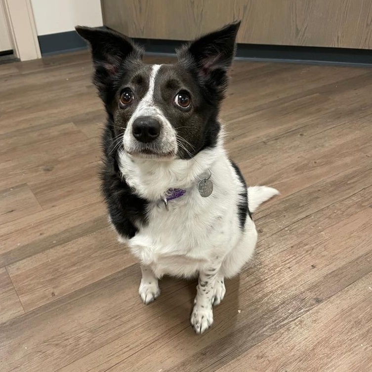 Charity, Adoptable, Adult Female Border Collie & Jack Russell Terrier.