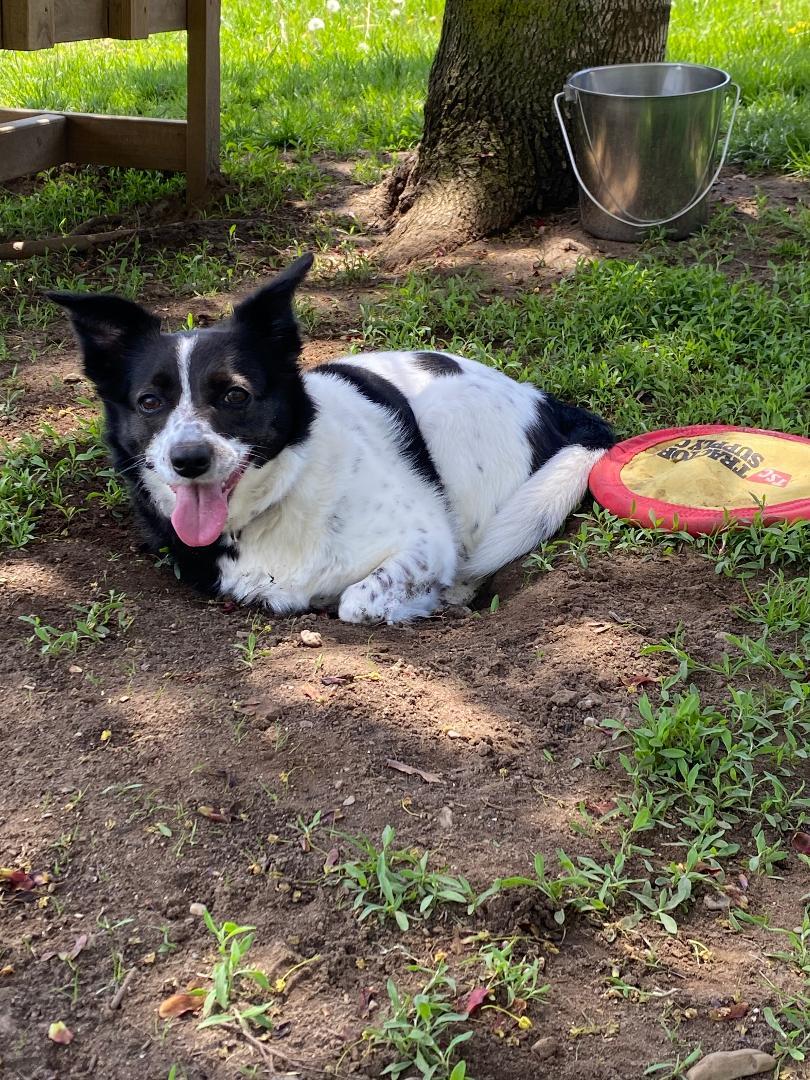 Charity, a Adoptable mixed breed in New Milford, CT image 1/5