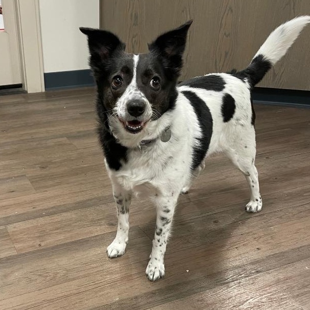 Charity, a Adoptable mixed breed in New Milford, CT image 2/5