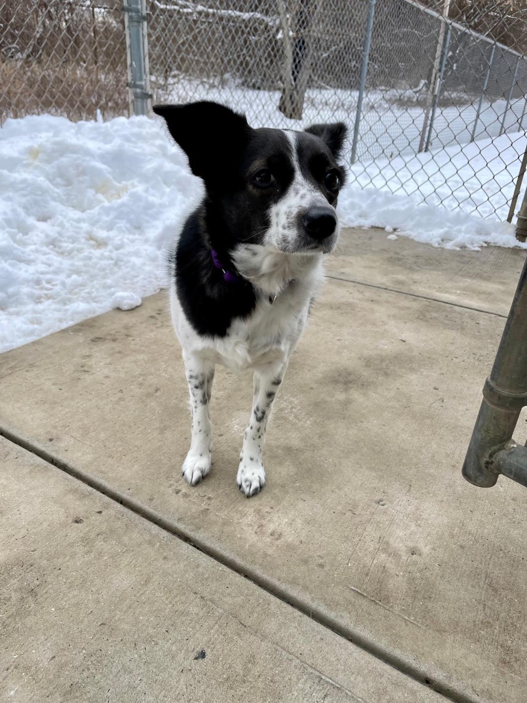 Charity, a Adoptable mixed breed in New Milford, CT image 5/5