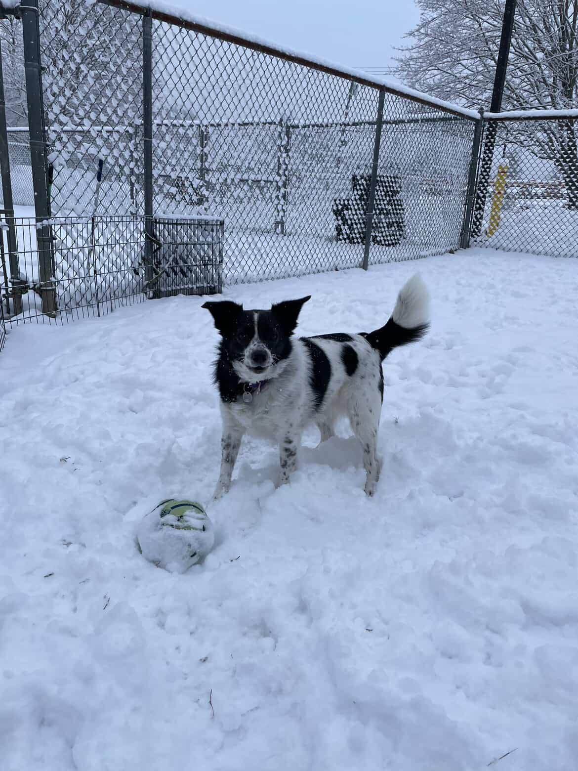 Enlarge Charity, a Adoptable mixed breed in New Milford, CT image 5/5