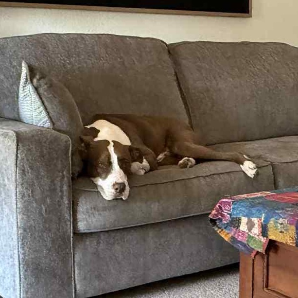 Toby, an adoptable Pit Bull Terrier in Klamath Falls, OR, 97603 | Photo Image 3