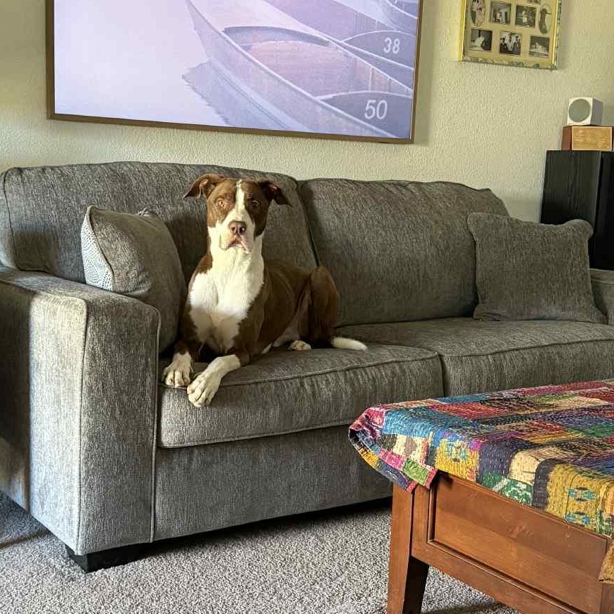 Toby, an adoptable Pit Bull Terrier in Klamath Falls, OR, 97603 | Photo Image 5