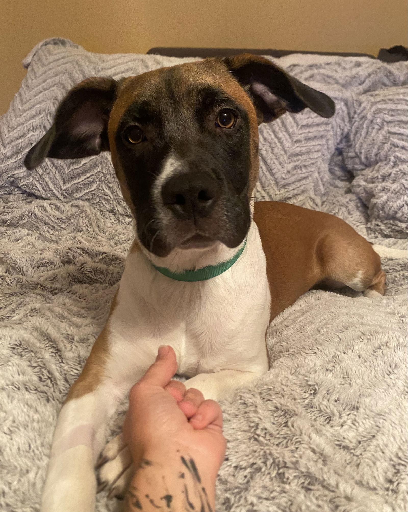 Annabelle, Adopted, Young Female Boxer & Beagle.