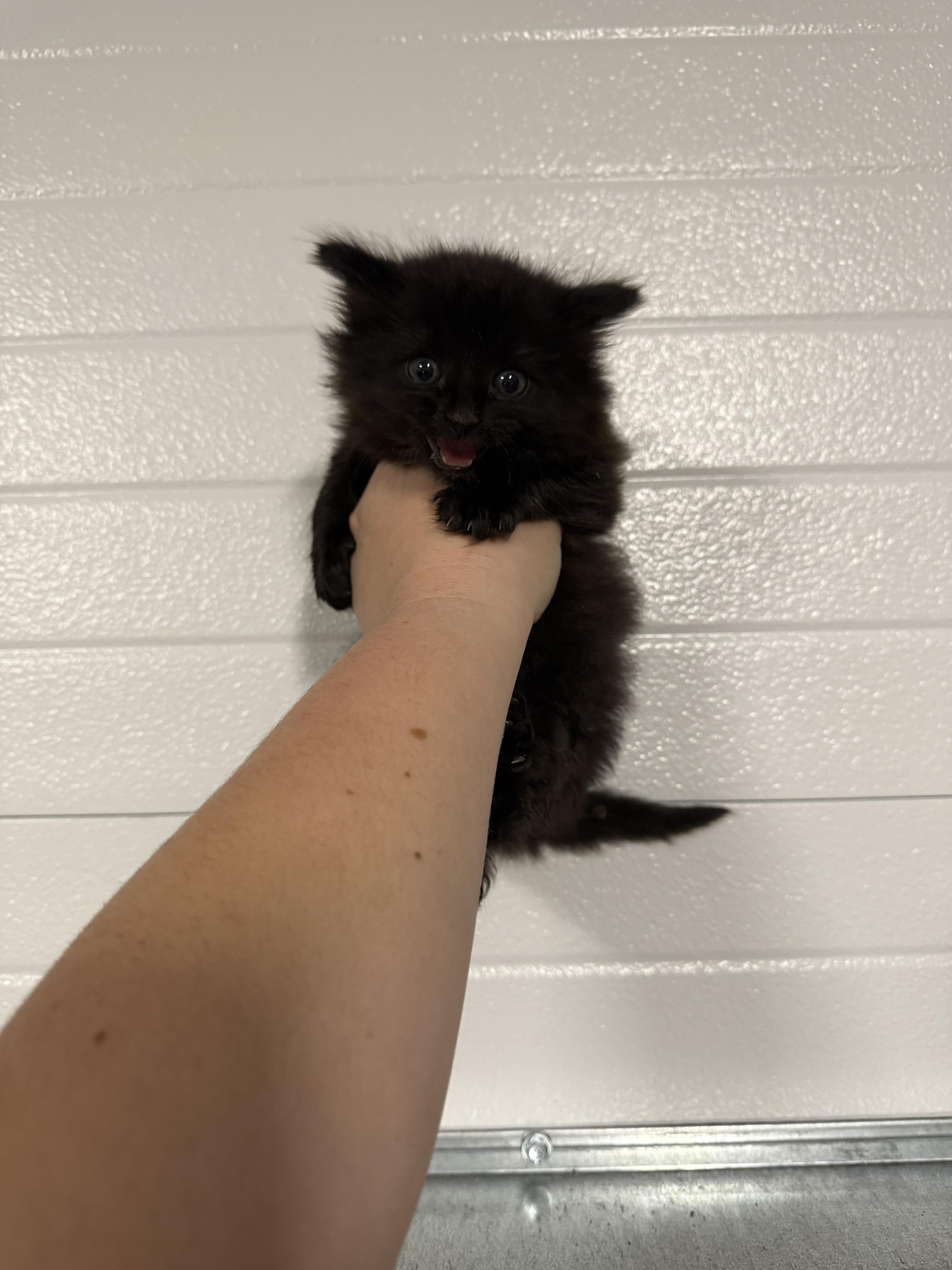 Piper, Adopted, Young Female Domestic Long Hair.