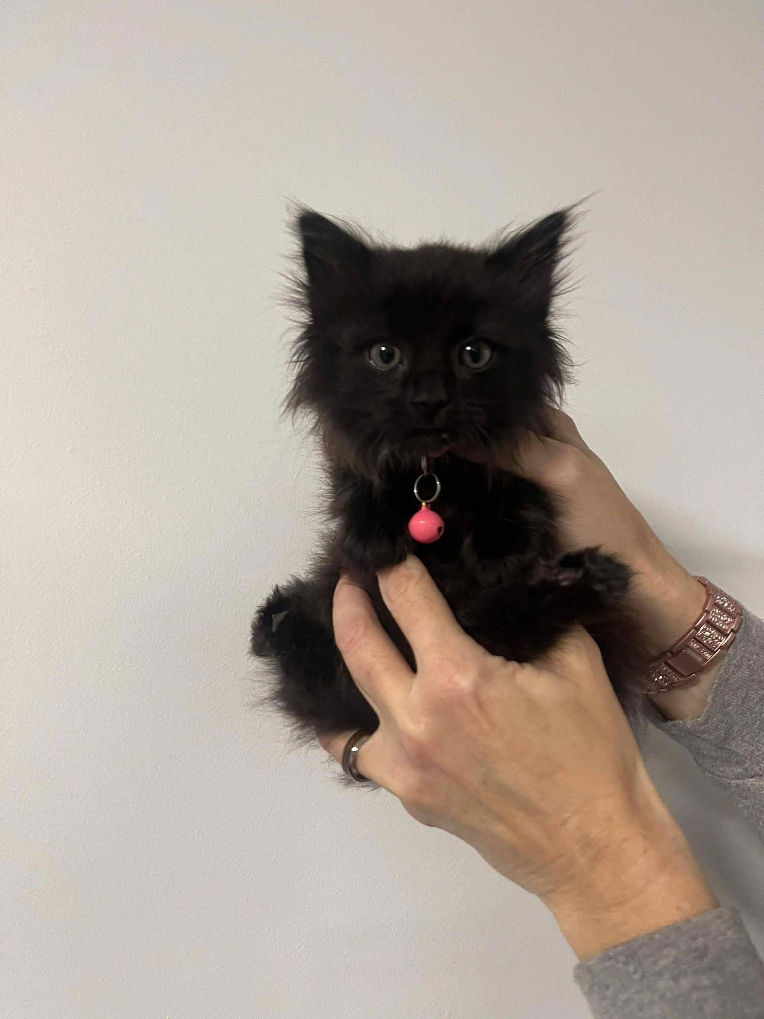 Enlarge Piper, a Adopted mixed breed in Moncks Corner, SC image 2/3