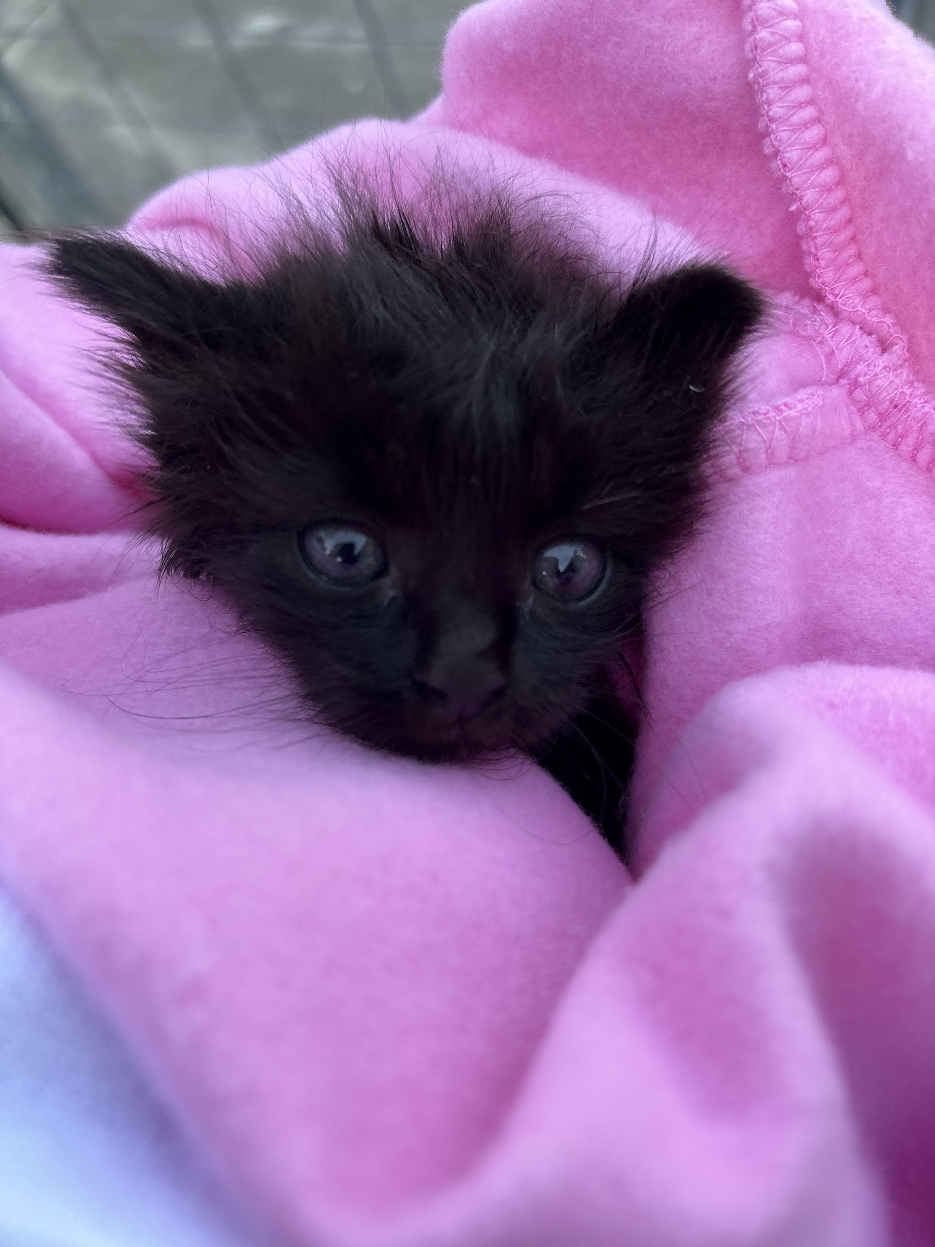 Enlarge Piper, a Adopted mixed breed in Moncks Corner, SC image 3/3