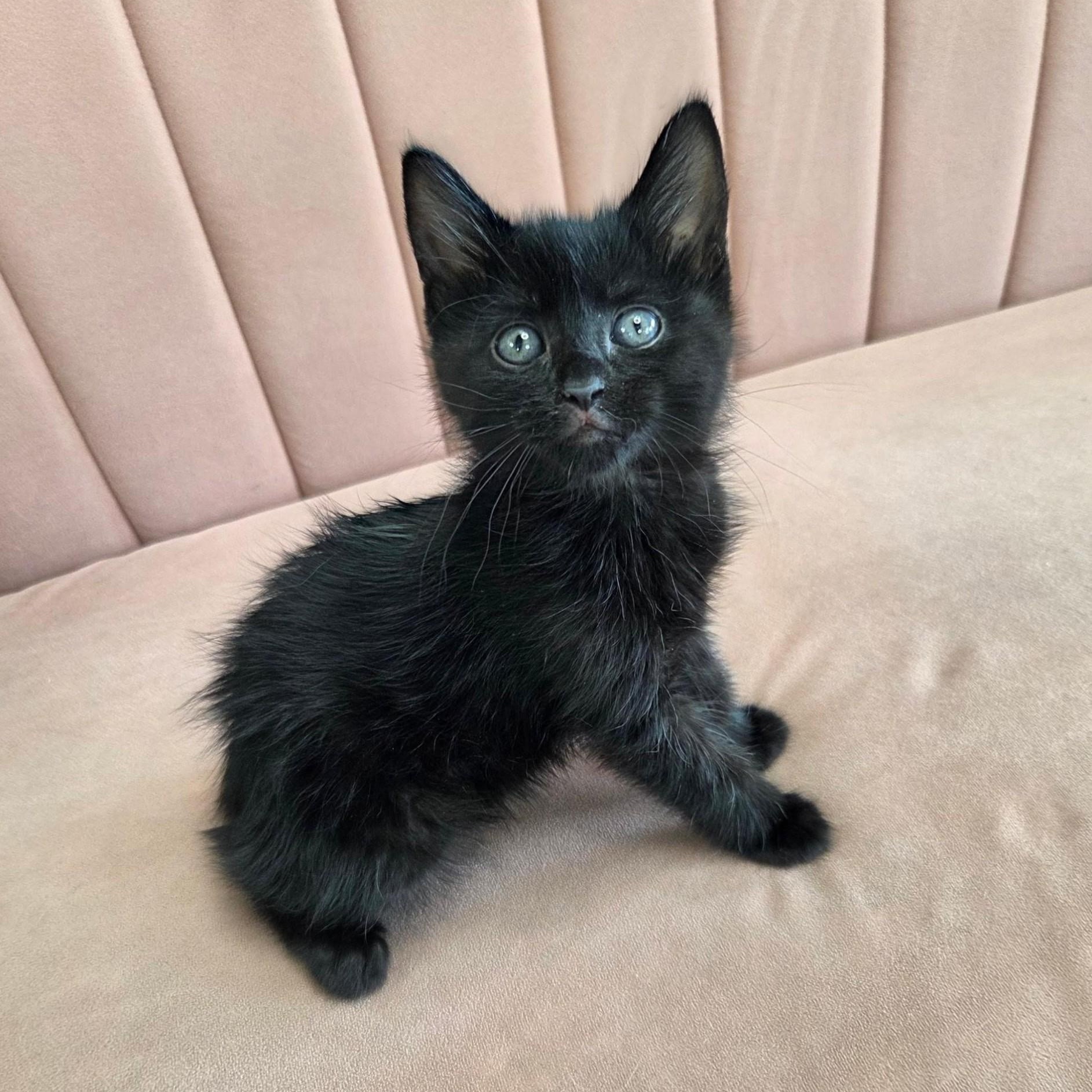 Petal, Adoptable, Kitten Female Manx & Domestic Medium Hair.