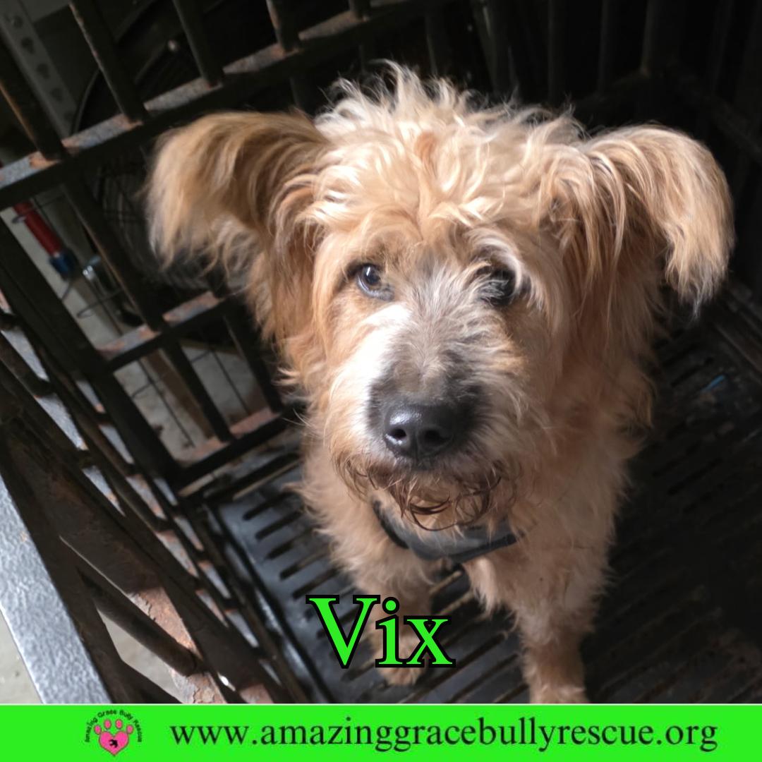 Enlarge Vix, a Adoptable mixed breed in Pensacola, FL image 1/3
