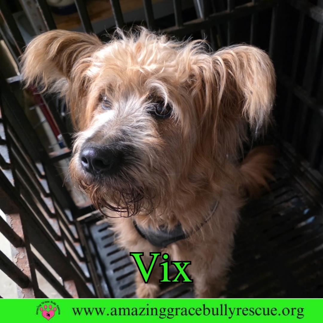 Enlarge Vix, a Adoptable mixed breed in Pensacola, FL image 2/3