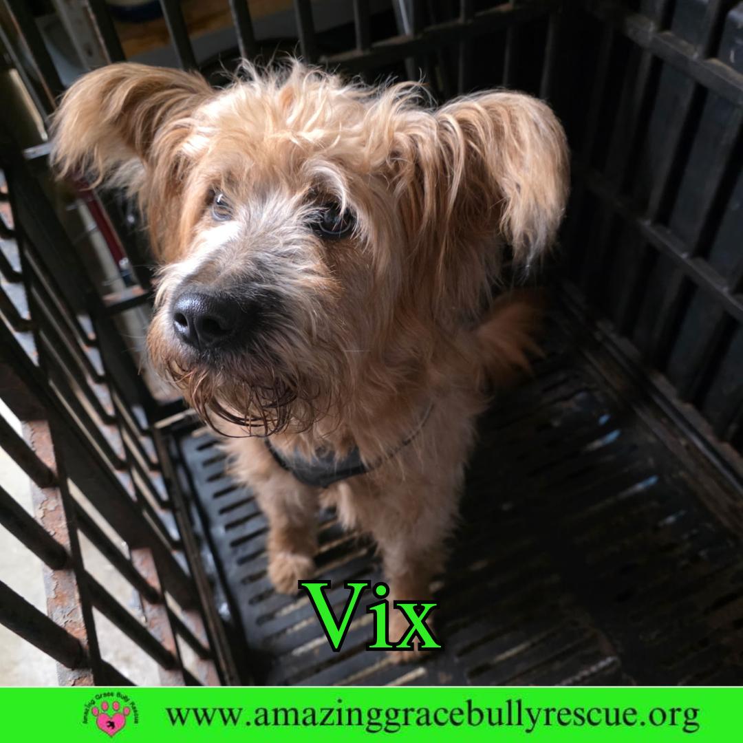 Enlarge Vix, a Adoptable mixed breed in Pensacola, FL image 3/3