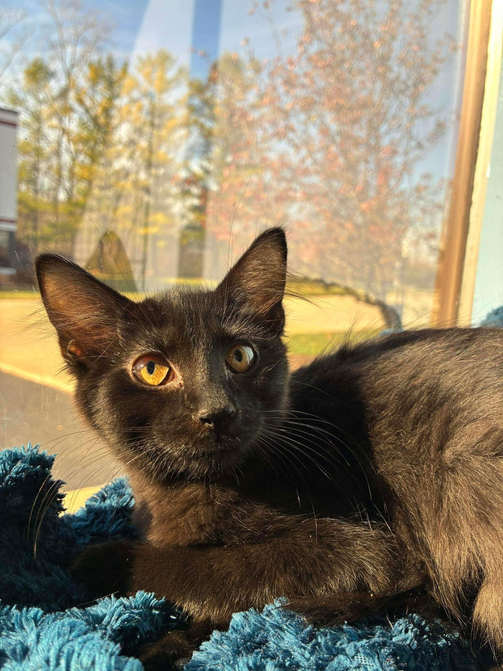 C301 Litter Sugar Plum, Adopted, Kitten Female Domestic Short Hair.