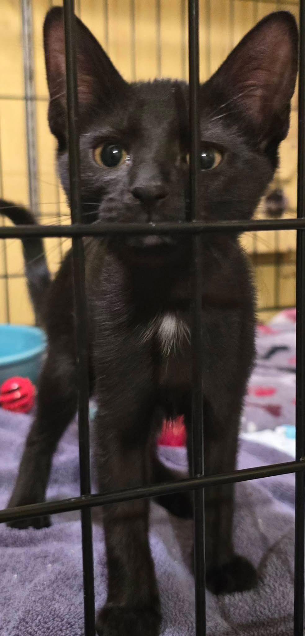 C301 Litter Sugar Plum, a Adopted Domestic Short Hair in Livonia, MI image 2/3