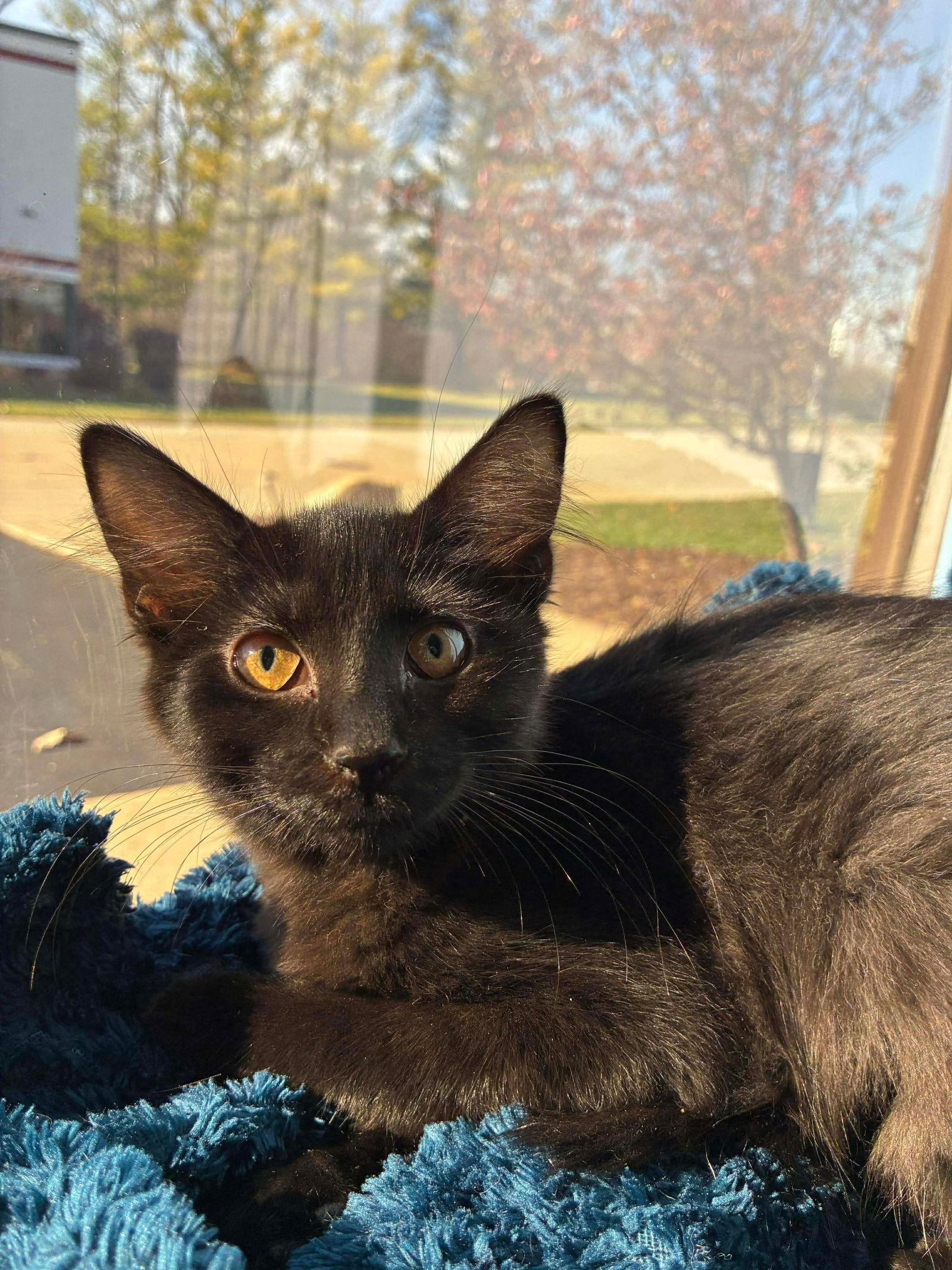 C301 Litter Sugar Plum, a Adopted Domestic Short Hair in Livonia, MI image 3/3