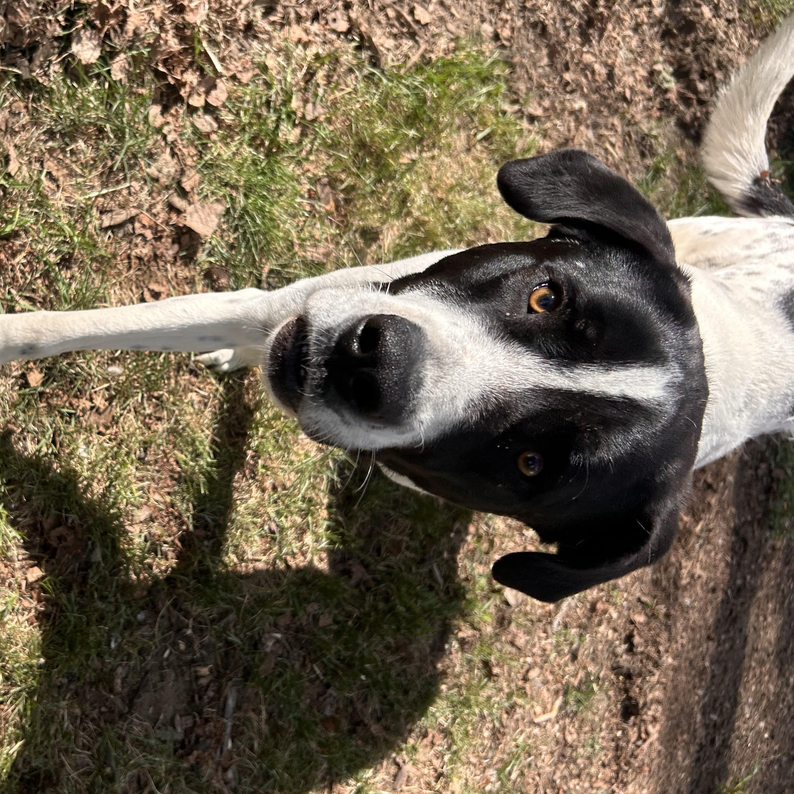 Batman, a ADOPTABLE mixed breed in Edmonton, AB image 4/6