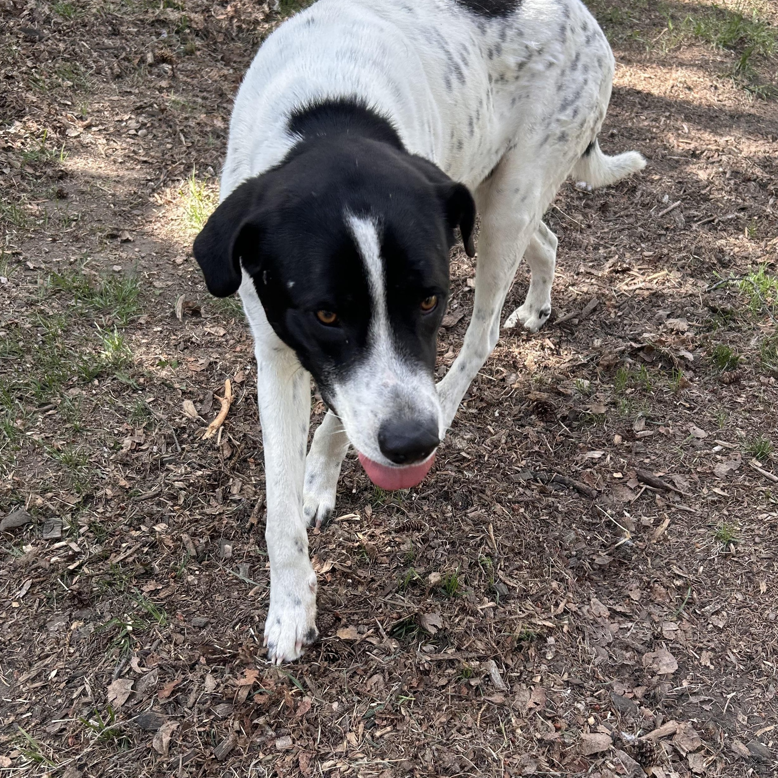 Batman, a ADOPTABLE mixed breed in Edmonton, AB image 5/6