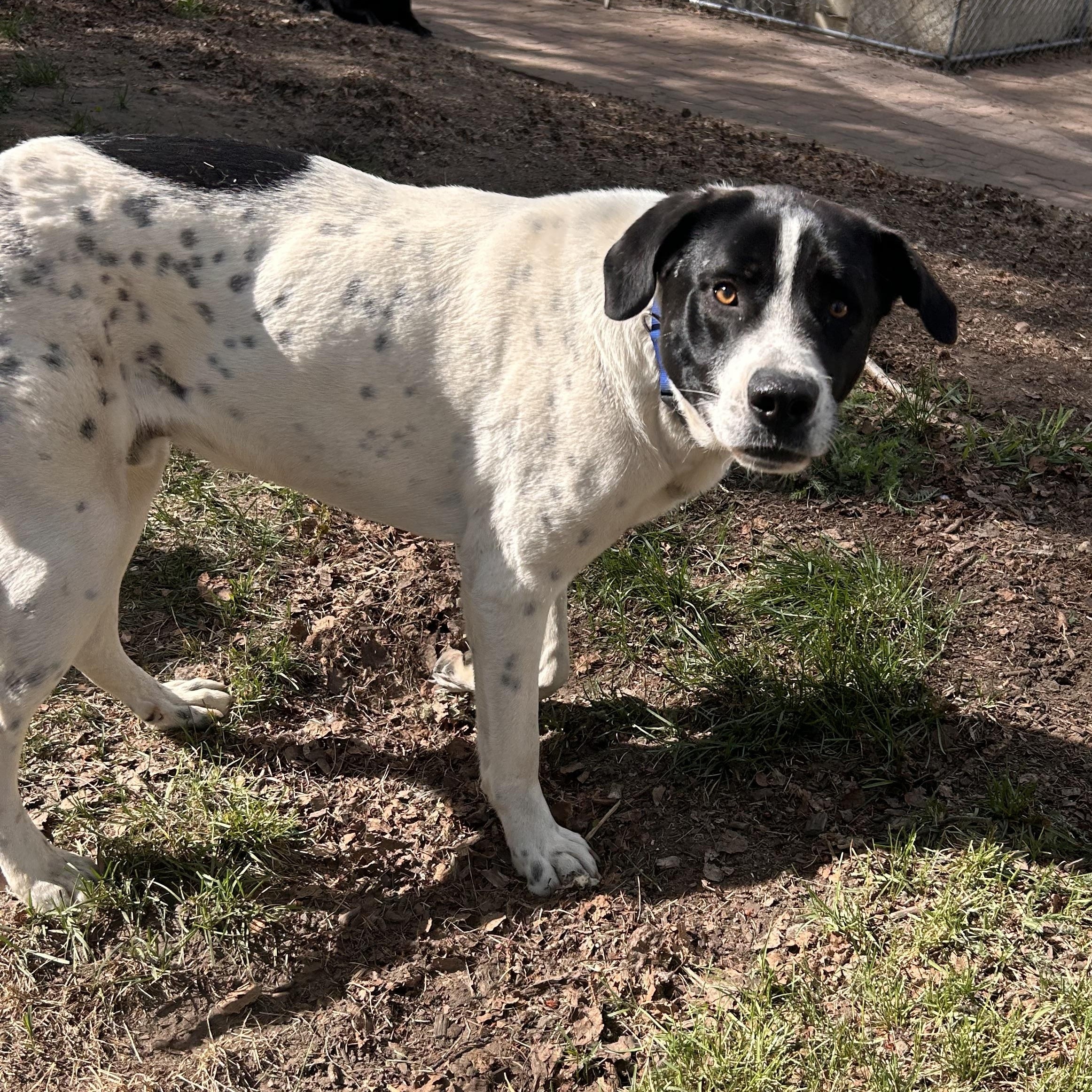 Batman, a ADOPTABLE mixed breed in Edmonton, AB image 2/6