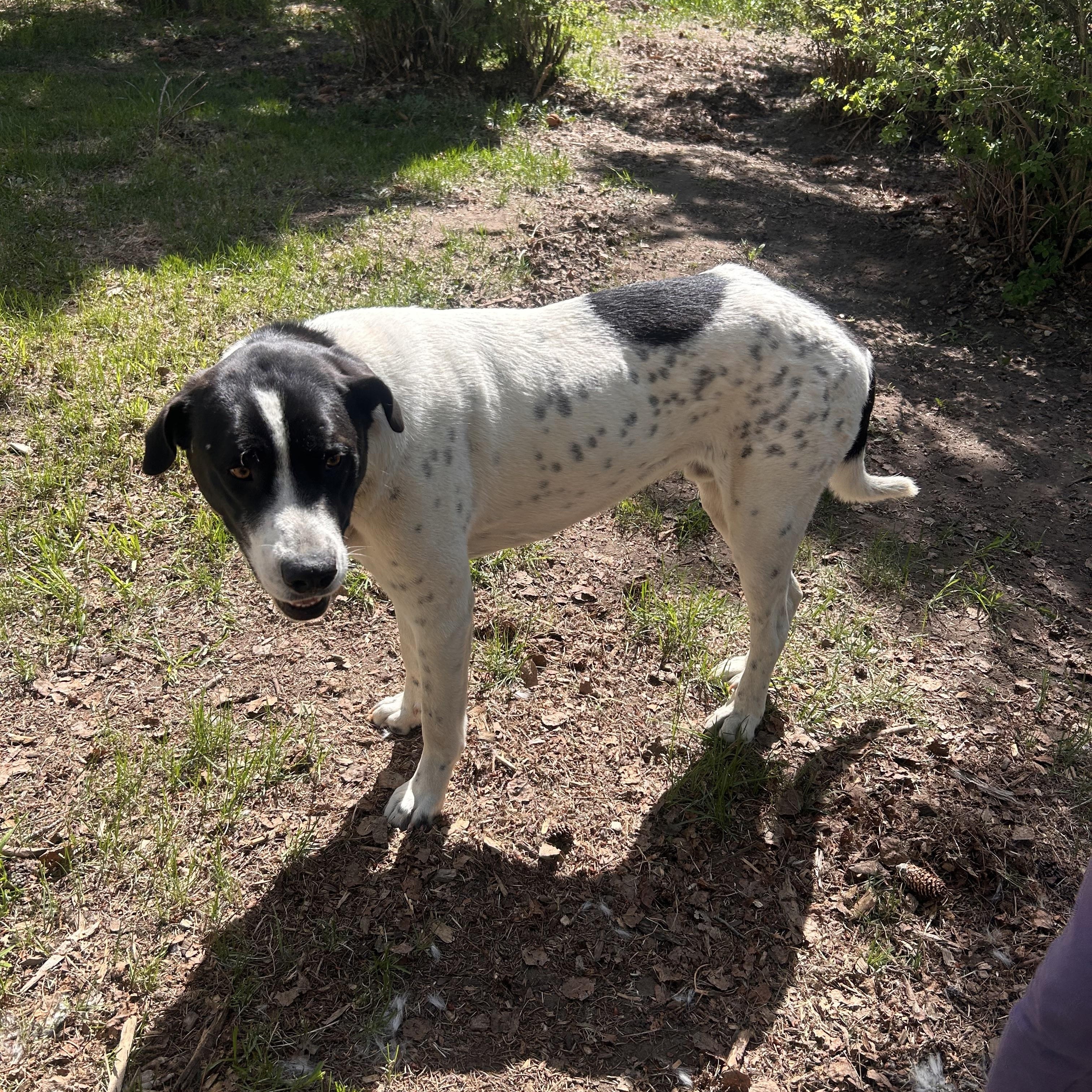 Batman, ADOPTABLE, Adult Male Black Labrador Retriever & Saint Bernard.