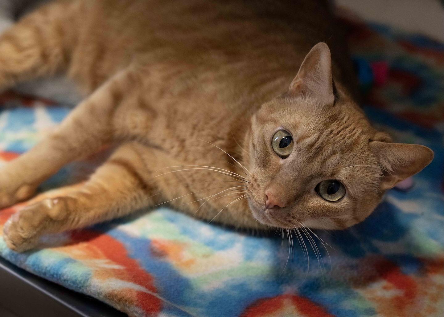 Noel, Adoptable, Young Female Domestic Short Hair.