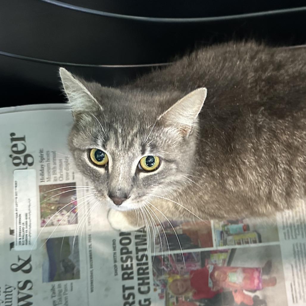 Nelly, Adoptable, Adult Female Domestic Short Hair.