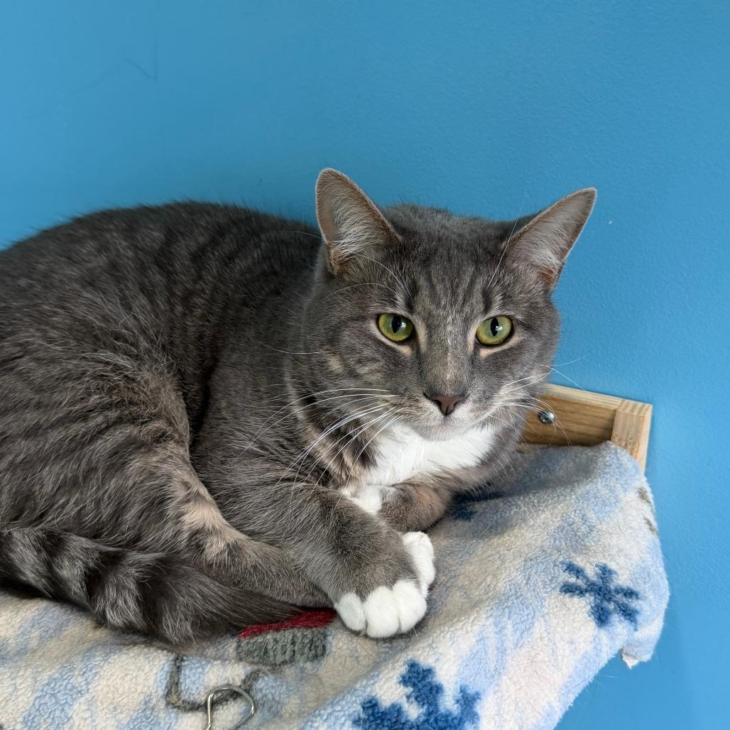 Enlarge Nelly, a Adoptable Domestic Short Hair in Marion, VA image 2/6