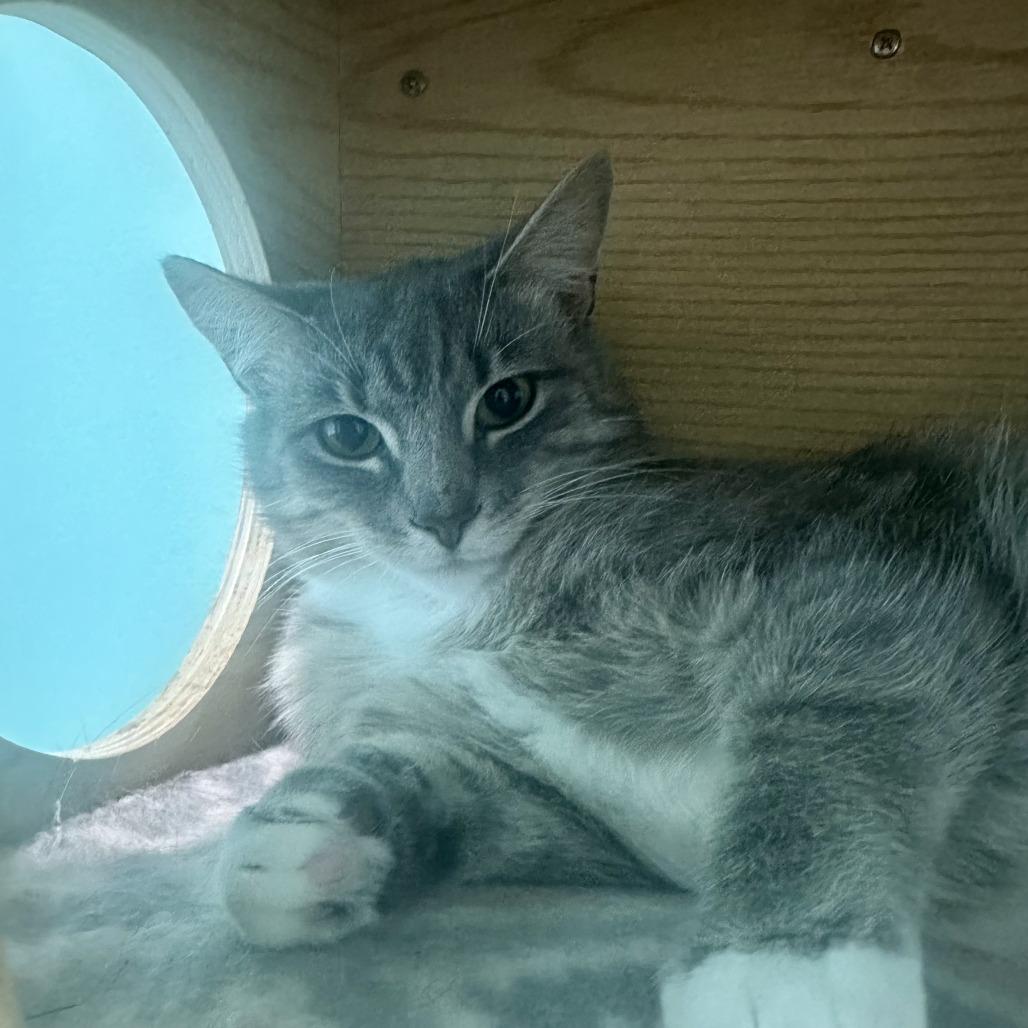 Nelly, Adoptable, Adult Female Domestic Short Hair.