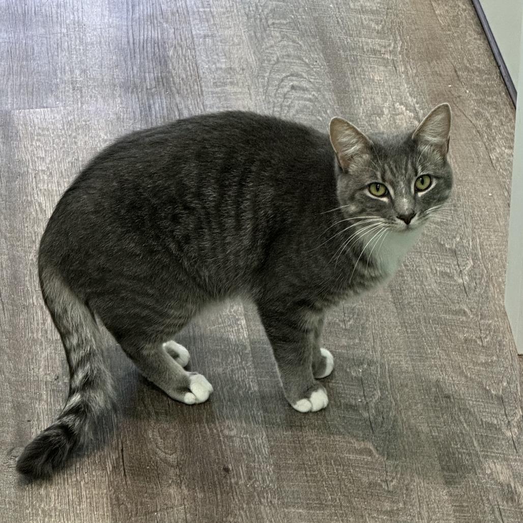 Enlarge Nelly, a Adoptable Domestic Short Hair in Marion, VA image 2/6