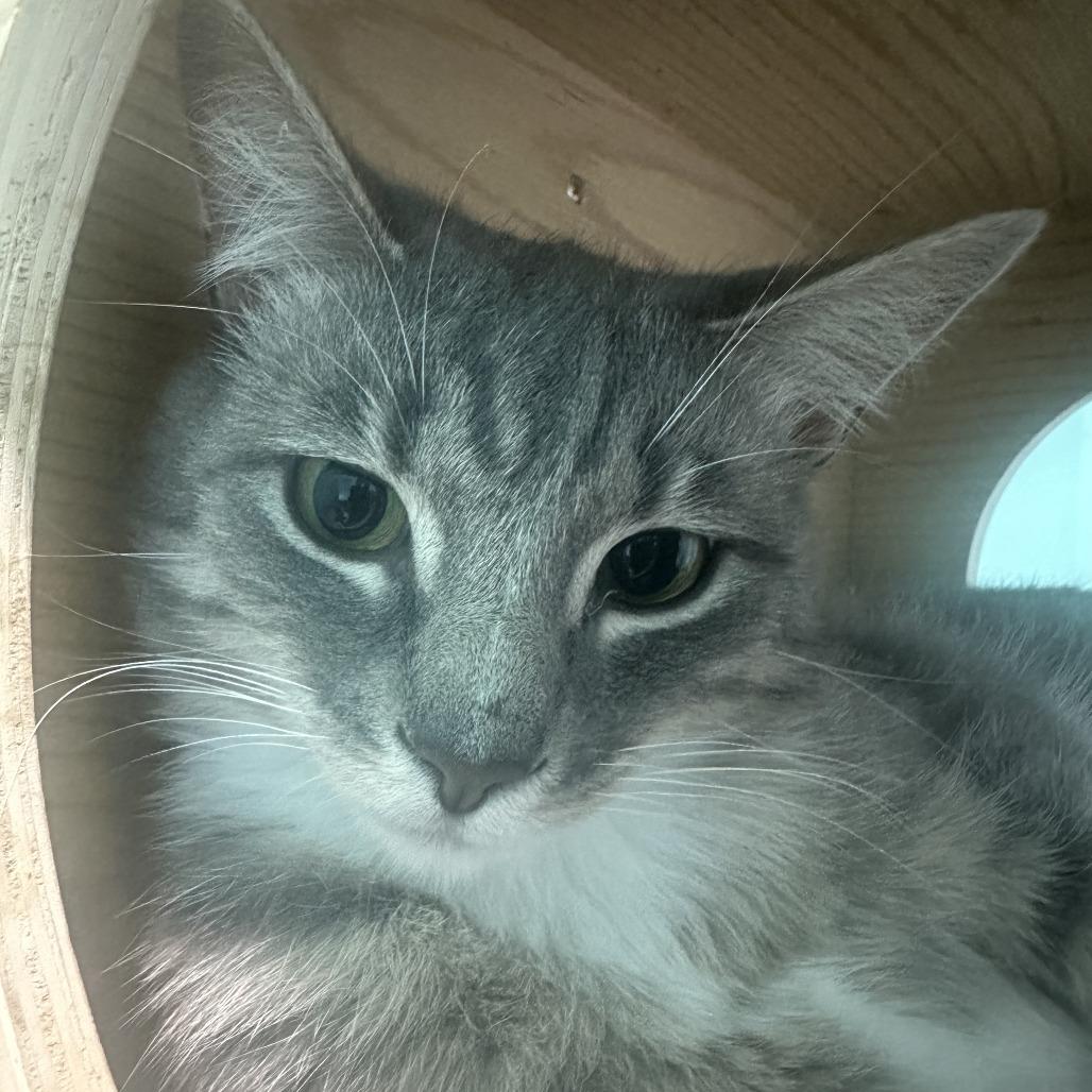 Nelly, a Adoptable Domestic Short Hair in Marion, VA image 6/6