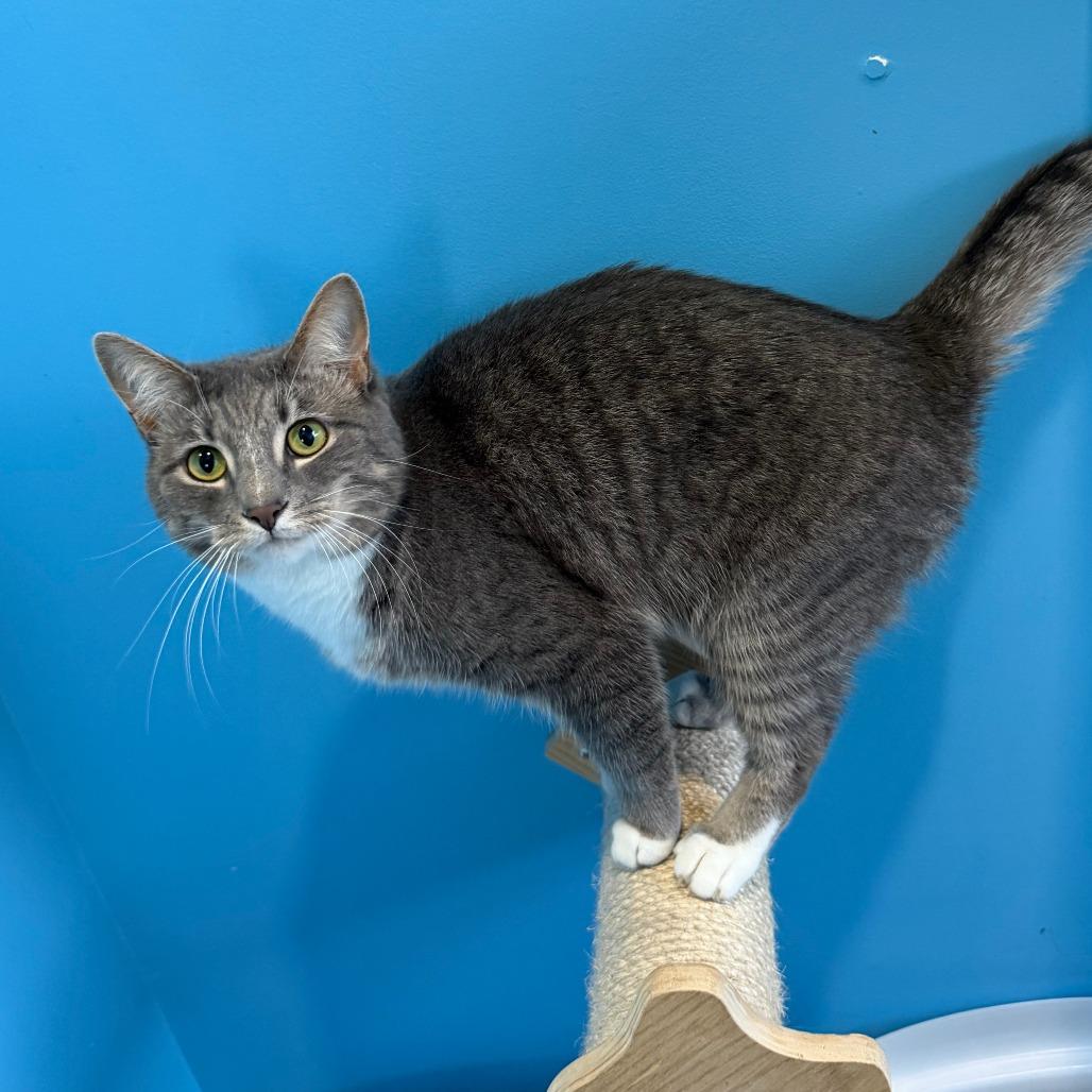 Enlarge Nelly, a Adoptable Domestic Short Hair in Marion, VA image 1/6