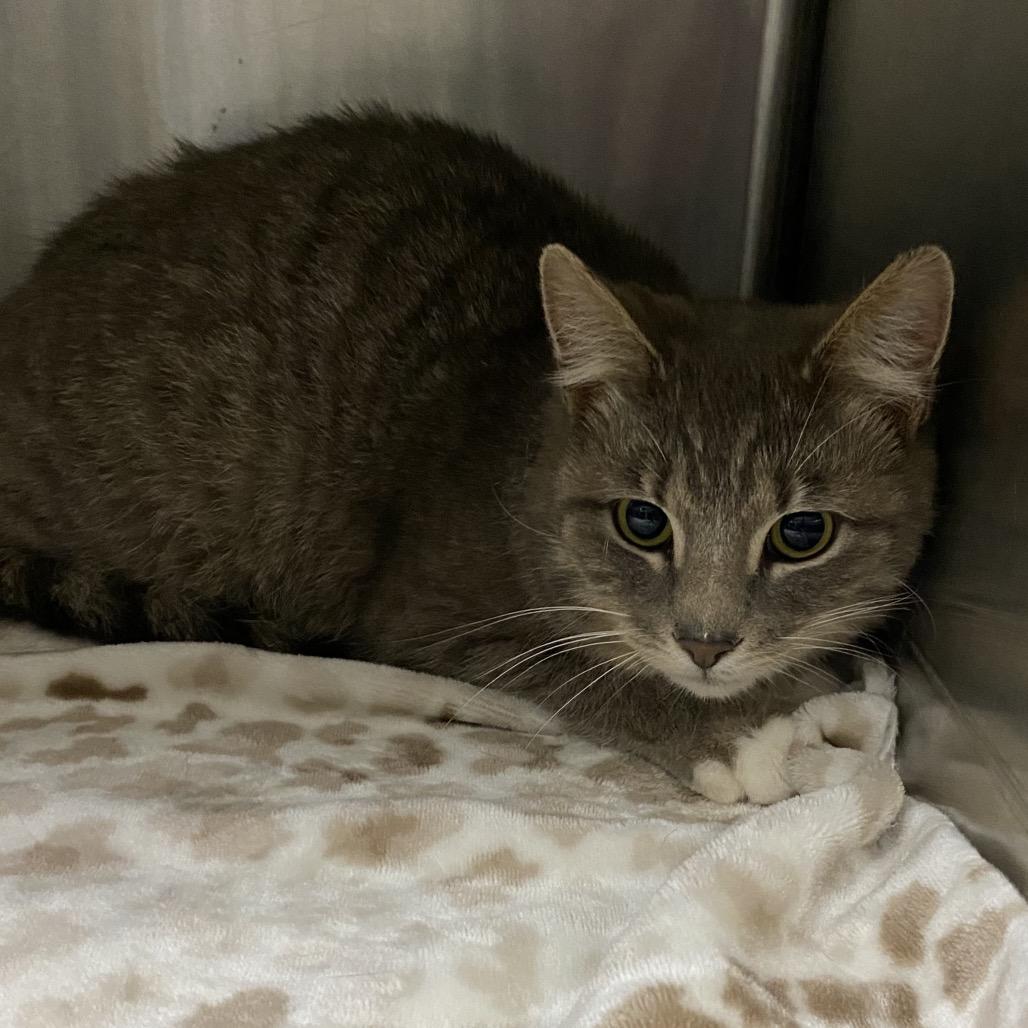 Enlarge Nelly, a Adoptable Domestic Short Hair in Marion, VA image 6/6