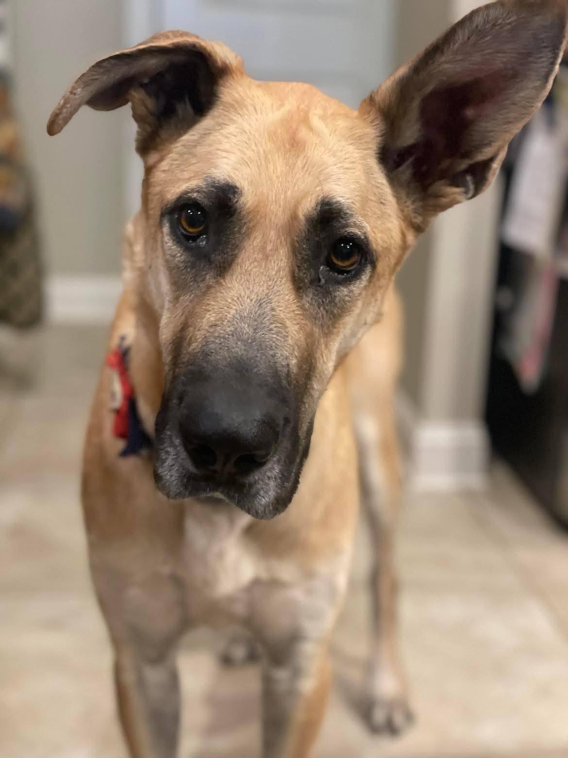 MIA, a Adoptable mixed breed in Madisonville, LA image 5/5