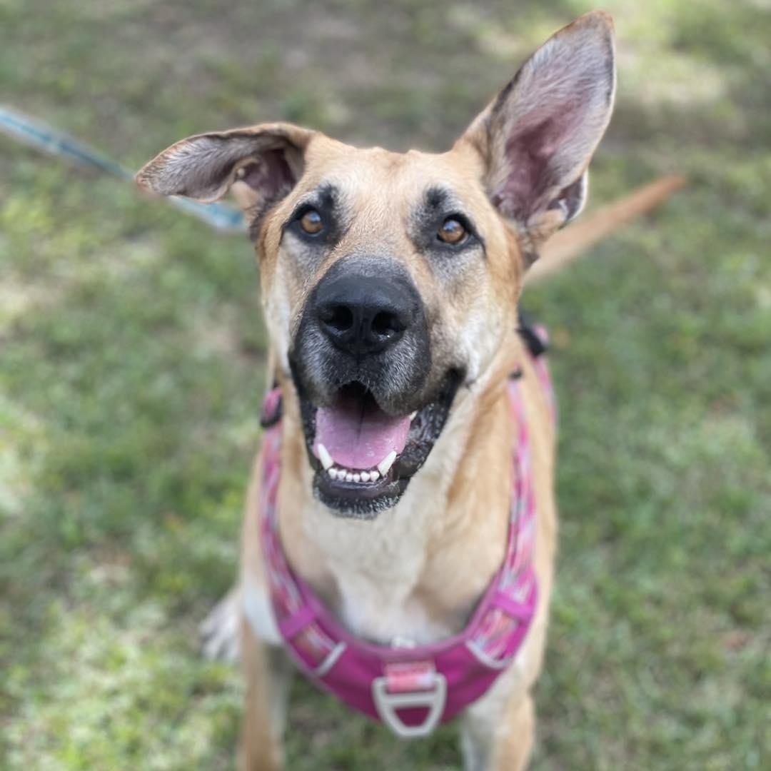 MIA, Adoptable, Adult Female Great Dane & Black Mouth Cur.