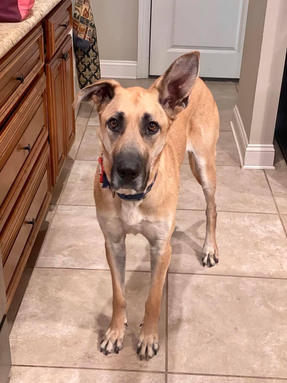 MIA, a Adoptable mixed breed in Madisonville, LA image 4/5