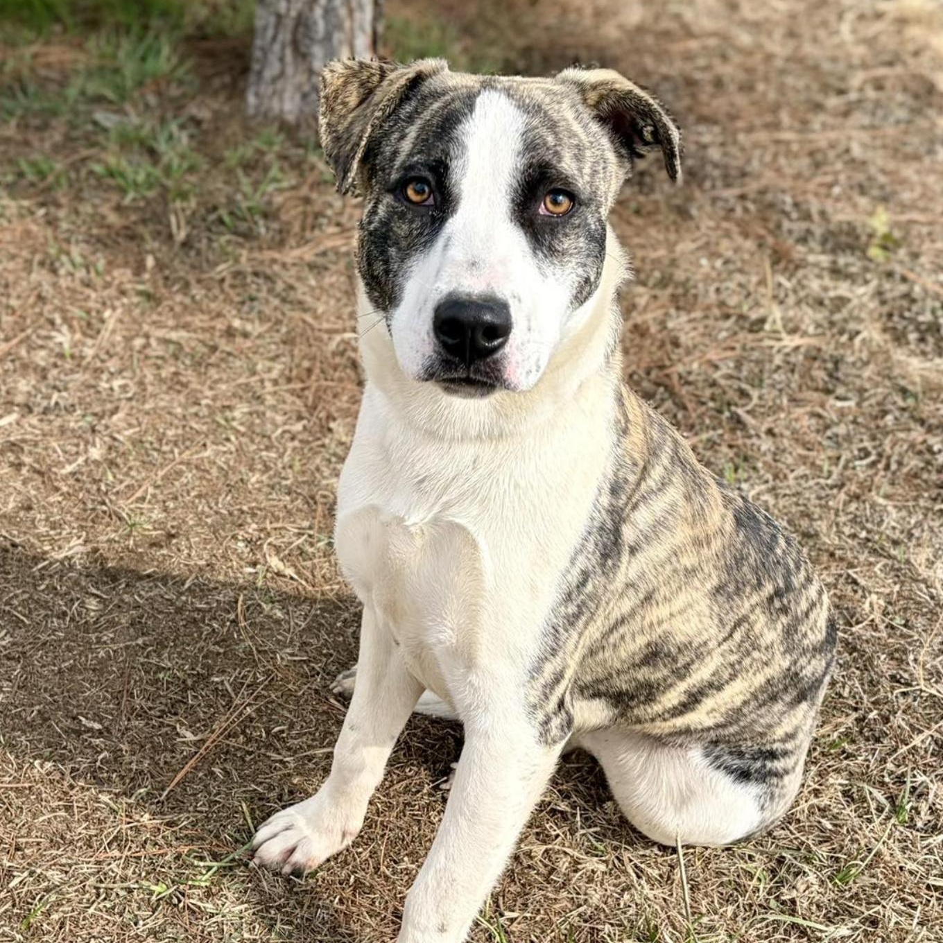 Enlarge Bali, a ADOPTABLE Mixed Breed in Boston, MA image 2/5