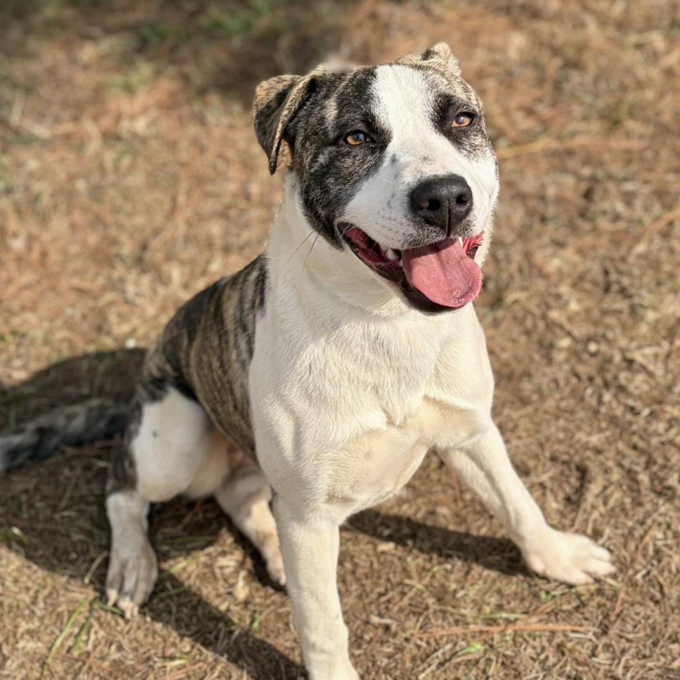 Enlarge Bali, a ADOPTABLE Mixed Breed in Boston, MA image 4/5