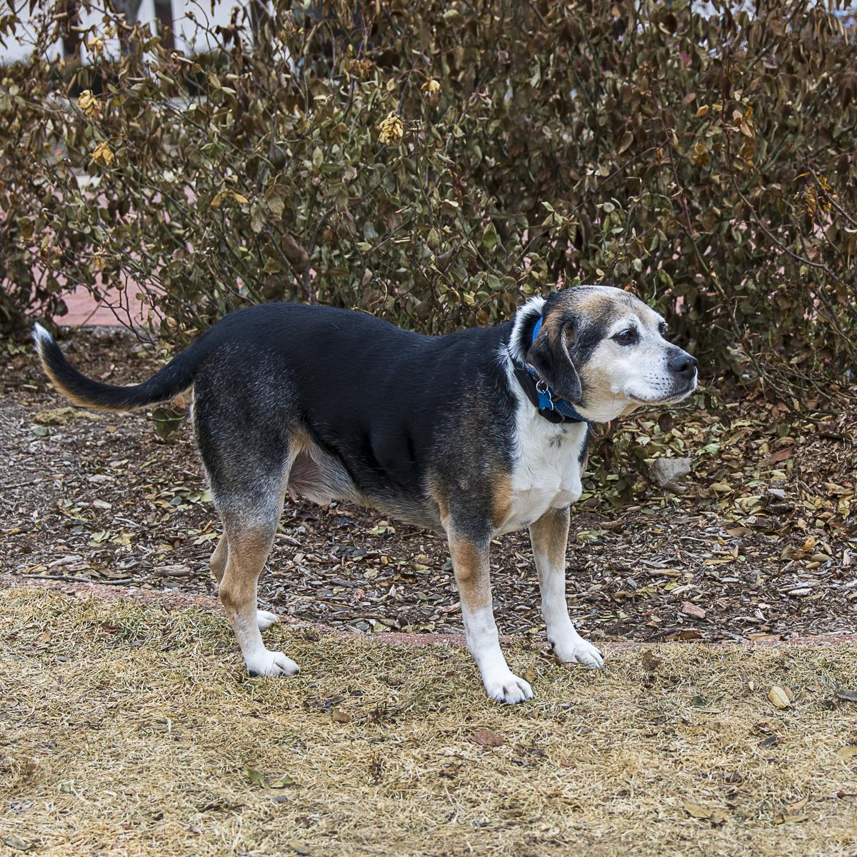 Mr. Wilson, Senior Male Beagle