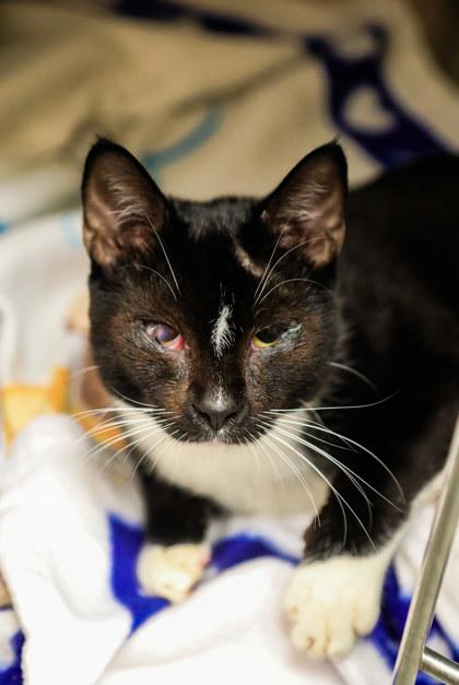 Gizmo, Adoptable, Adult Male Domestic Short Hair & Domestic Short Hair.