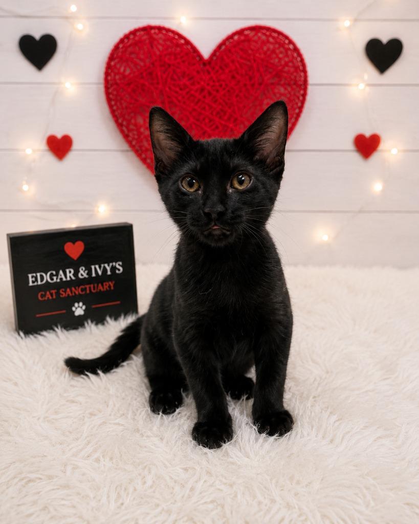 Kenny, Adoptable, Kitten Male Domestic Short Hair.