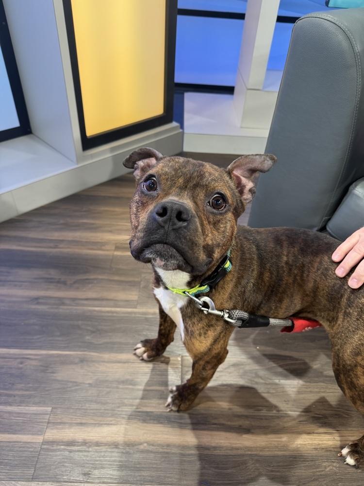 Simon, Adoptable, Young Male Pit Bull Terrier.