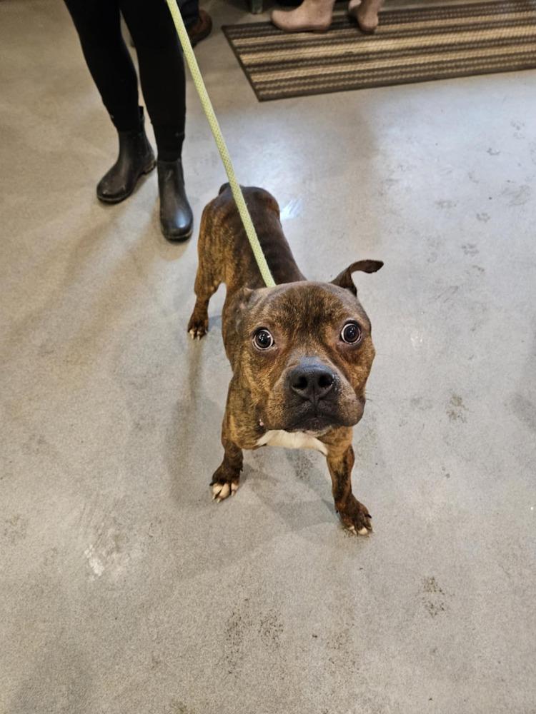 Enlarge Simon, a Adoptable mixed breed in Amherst, NY image 2/6