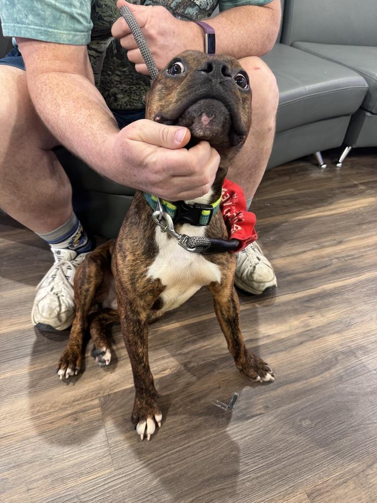 Enlarge Simon, a Adoptable mixed breed in Amherst, NY image 3/6