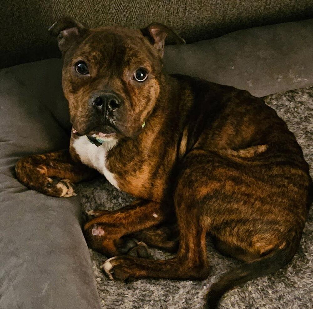 Enlarge Simon, a Adoptable mixed breed in Amherst, NY image 5/6