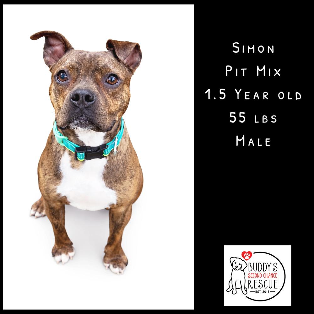 Enlarge Simon, a Adoptable mixed breed in Amherst, NY image 6/6