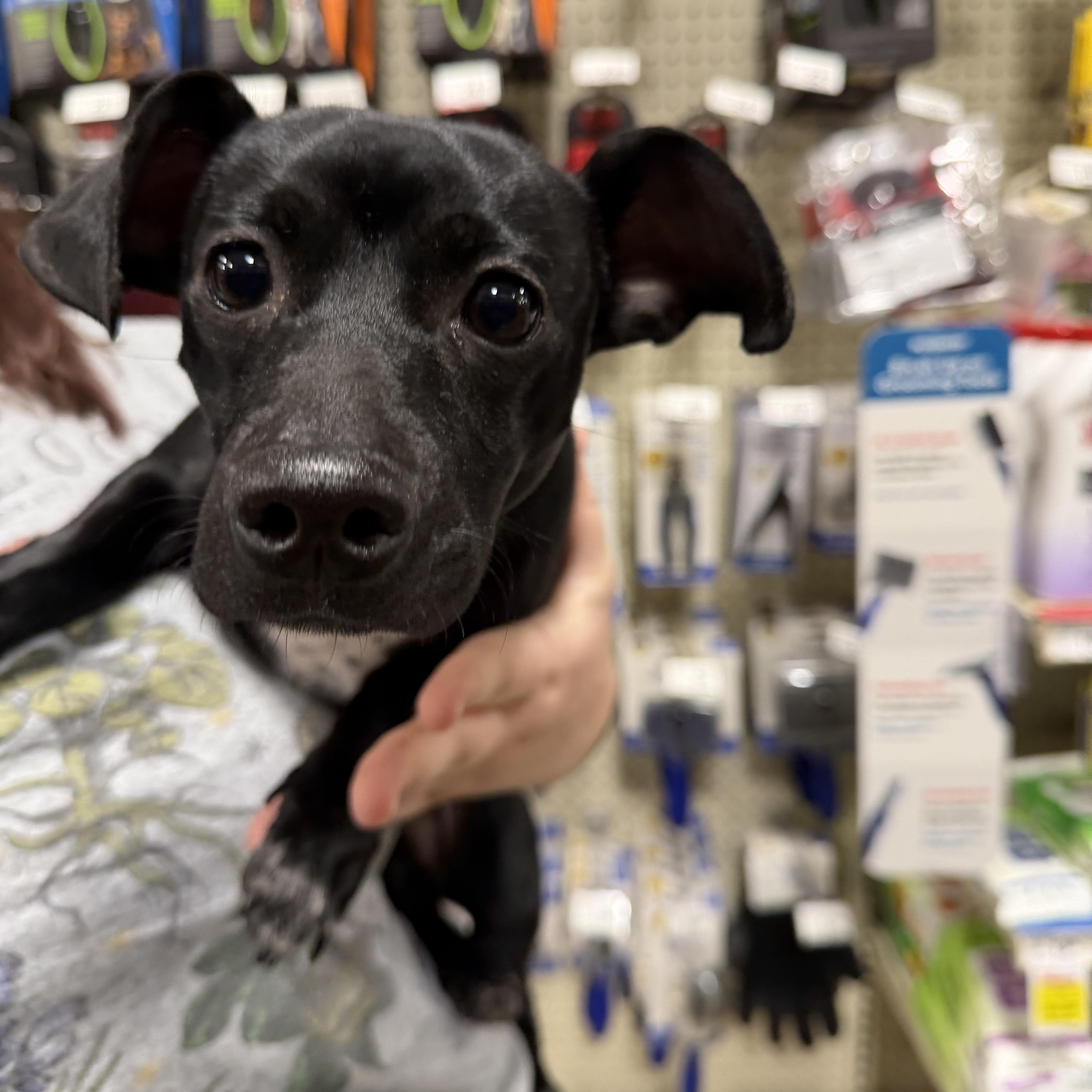Doug, adopted, Puppy Male Dachshund & Chihuahua.