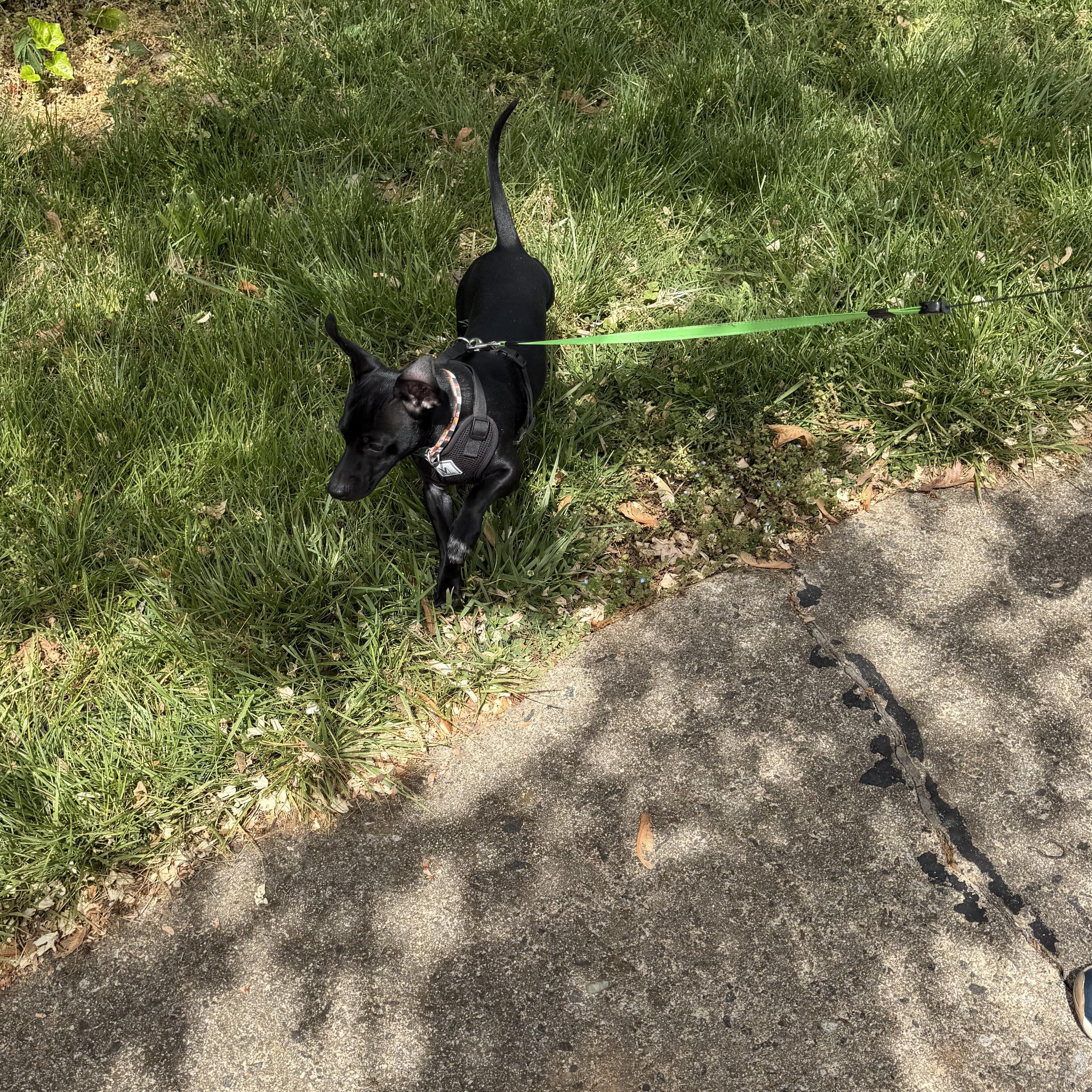 Enlarge Doug, an adopted mixed breed in Marion, NC image 2/5
