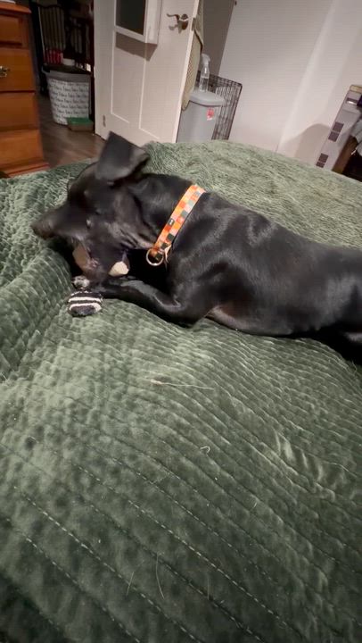 Enlarge Doug, an adopted mixed breed in Marion, NC video 4/5