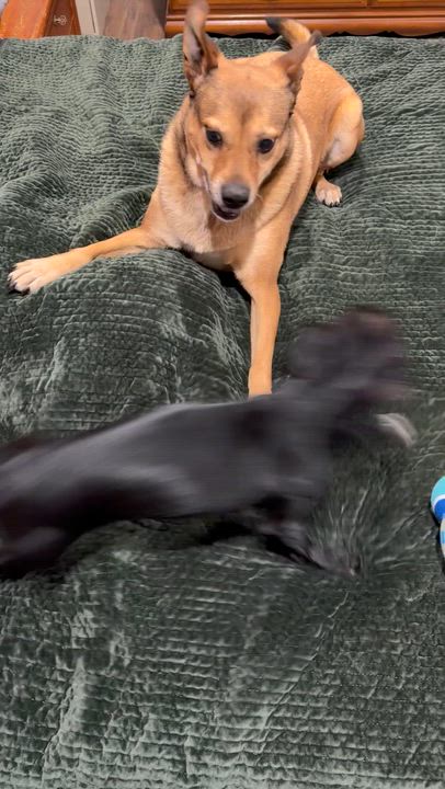 Enlarge Doug, an adopted mixed breed in Marion, NC video 5/5